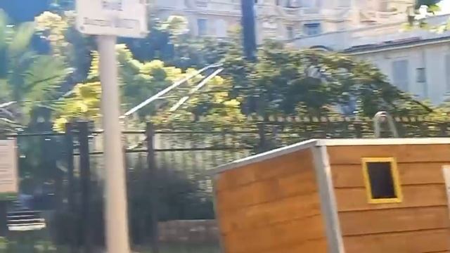 25.06.2023 Nice. Фиолетовые деревья смотреть онлайн