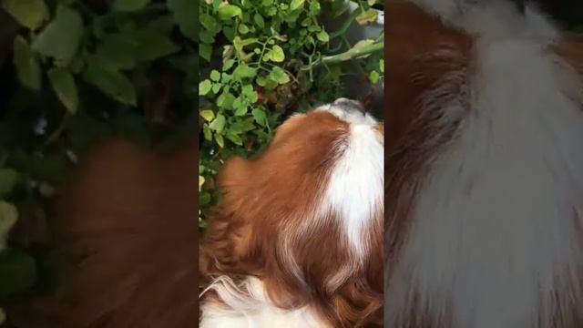 My Cavalier King Charles Spaniel (Blenheim) feasting on my tomatoes