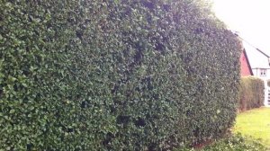 Trimming privet hedge with slanted top