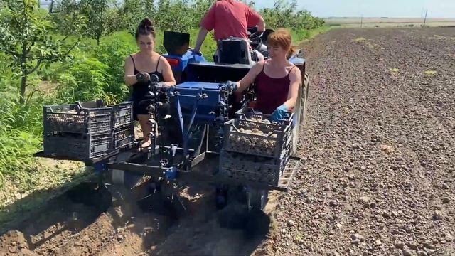 Садим картошку под трактор с помощью картофелесажалки