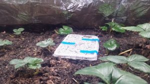 "Гроубокс с пол комнаты". Несколько секретов по выращиванию клубники!!!