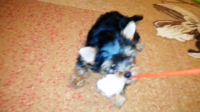 Как определить характер щенка йоркширского терьера смотреть онлайн