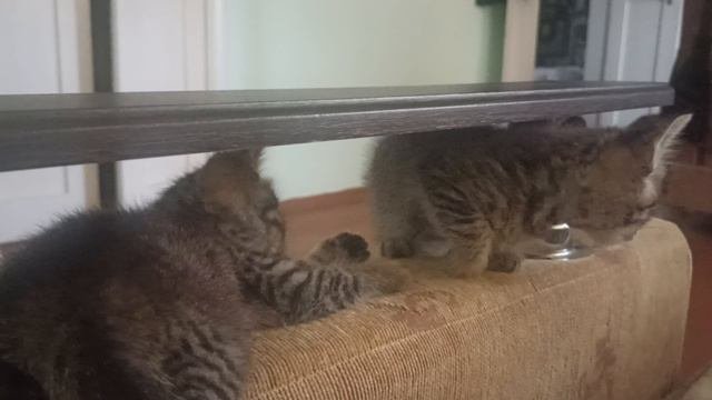 котята