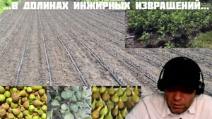 Мои инжирные ошибки 2021. Когда инжир в кайф! Ничего не делайте - и не будет ошибок! #инжир #влад