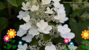 Гортензия метельчатая Матильда. Краткий обзор, описание характеристик hydrangea paniculata Mathilda