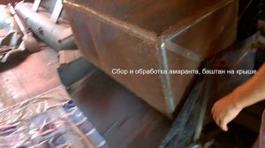 сбор урожая амаранта