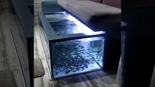 Natali-live. Сочи, 04.07.2021 г. Педикюр рыбками Гарра Руфа смотреть онлайн