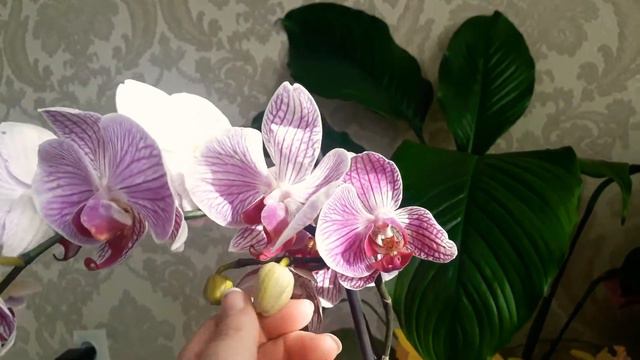 🌺🌸Мои новые цветочки/Yeni gullerim 🌺🌷