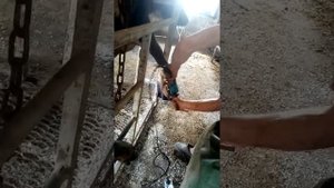 Чистка копыт КРС