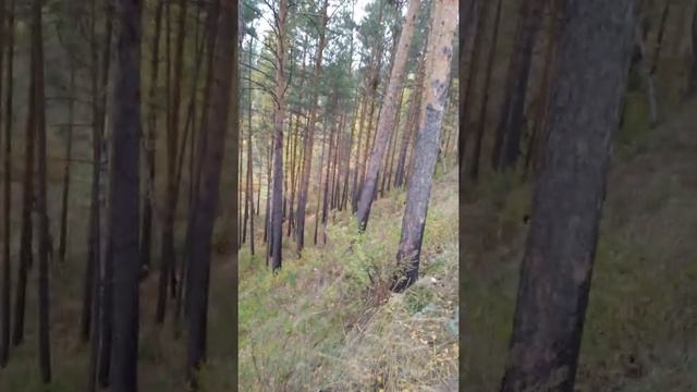 Сибирские леса,лечебные травы. смотреть онлайн