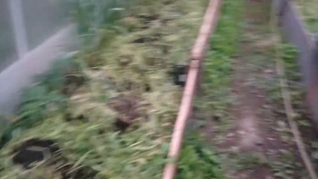 КФХ Бобырин - часть 2-что можно вырастить в теплице смотреть онлайн