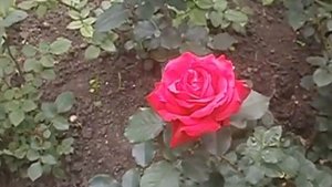 Гумат калия и розы