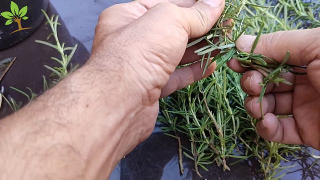 No começo todos riram, no final todos aplaudiram e ficaram abismados com o resultado смотреть онлайн