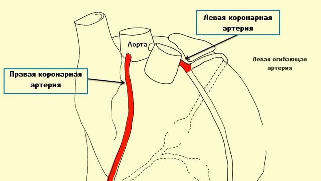 Коронарные артерии |  Анатомия, положение и ход коронарных артерий
