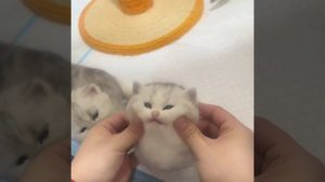 Видео от Мемный мем