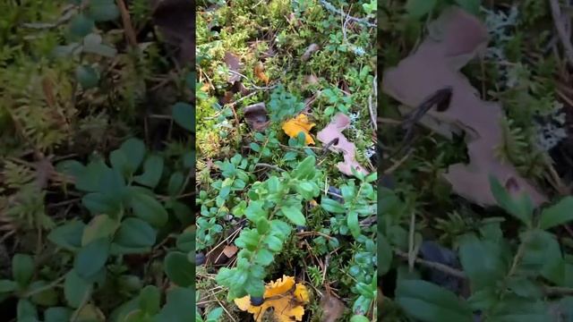 Хорошее это занятие собирать лисички ? Сентябрь 02, 2023 #лисичка #грибы смотреть онлайн