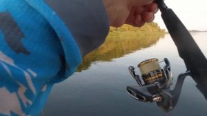 Окунь на поппер | Ловим много окуня на Томи:)