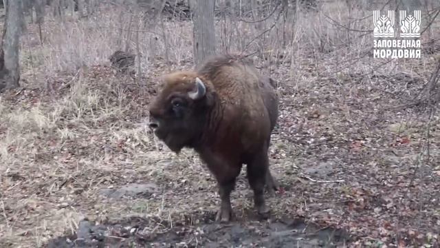 В Мордовию прибыли зубры