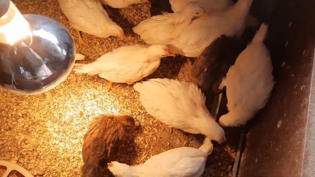 Ленинградская белая и вельзумер. Цыплятам 1 месяц. Будет продолжение... смотреть онлайн