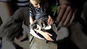 Кошка кормит щенят
