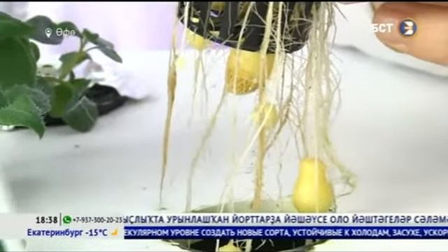 БСТ.Новости, 09.02.2019 - Башҡортдәүләт аграр университетында үҫемлектәрҙең яңы сорттарын булдыры