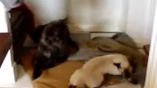 hollandse herder langhaar brenna смотреть онлайн