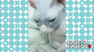 Хозяин отомстил коту. Видели видео? Фрагмент выпуска от 13.10.2019