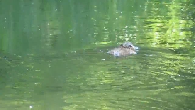 Ондатра (река Яуза) смотреть онлайн