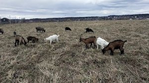 Почему я не оставляю козлят с козами?// А может лучше их оставлять под мамками?