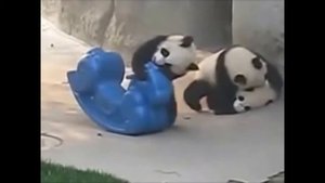 Милые панды