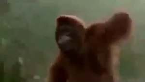 Обезьяна бом бом