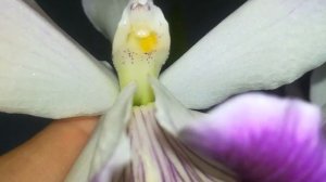 POLONIZACAO DE CATTLEYA TENEBROSA PURPURATA X CATTLEYA WARNERI ALBA