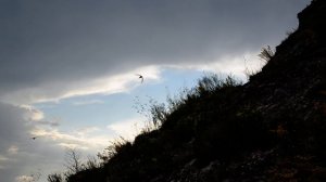 Чёрные стрижи и городские ласточки над горой Горячая 13.06.2020/16:46
