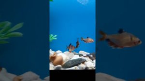 Барбусы танцуют