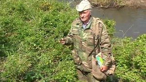 Яснотка белая или Глухая крапива
