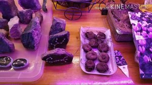 Покупка клубней видовых цикламенов. Получила посылку из Голландии.Что с ними делать?