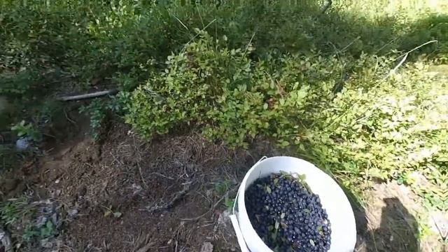 Сколько можно заработать на чернике ? Сбор ягод. смотреть онлайн