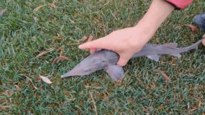 ЗАРЫБЛЕНИЕ ПРУДА осетром | Запускаем осетр в свой пруд