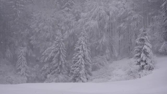 Зимний снежный лес. Снегопад в лесу