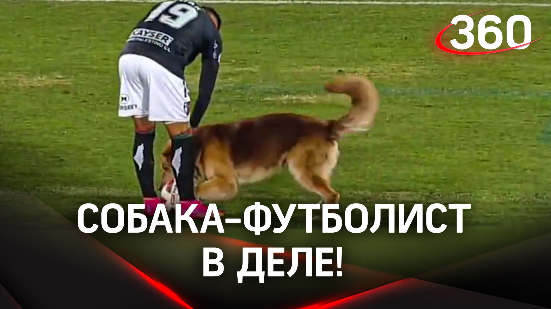 Хитрый пёс отобрал у футболистов мяч и бесплатно покатался