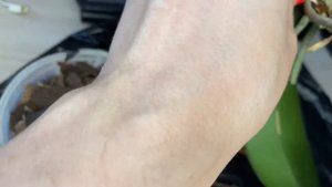 Спасение Орхидеи // Saving Orchid Phalaenopsis // Попытка укоренения Орхидеи Фаленопсис