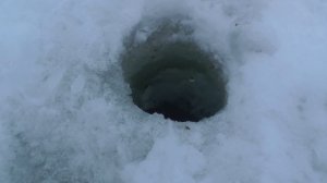 Ловля крупного окуня на безмотыльную мормышку