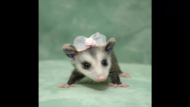 ОПОССУМ часть 8 смотреть онлайн