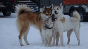 Щенки и лайки