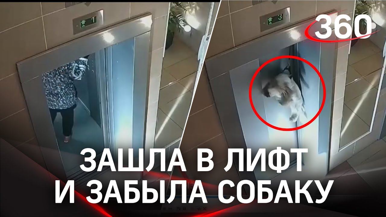 Зажатый лифтом поводок едва не задушил собаку: хозяйка забыла её снаружи. Спас мужчина - видео