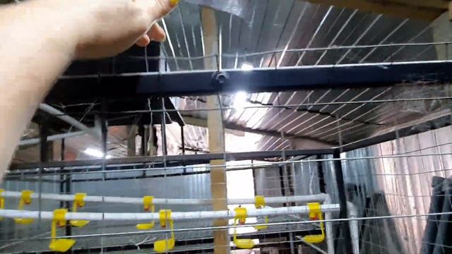 Худший забой уток. Бройлеры в новом птичнике ? Деревенские сотки. смотреть онлайн