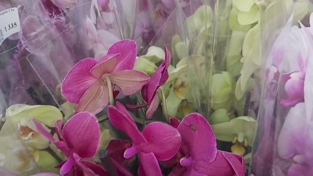 Садовый ЦЕНТР на Атарбекова обзор ОРХИДЕЙ, застала полив орхидей, почему орхидеи пропадают в магази смотреть онлайн