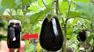Баклажаны будут красивые и крупные если подкормить их этим  в июле! Чем подкормить баклажаны в июле?