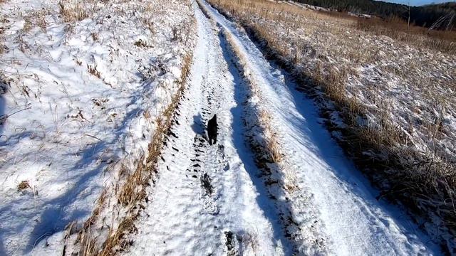 Спас кота. Зимой дело было, в Сибири. Иначе замёрз бы в лесу. смотреть онлайн
