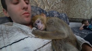 Домашняя обезьяна не видела своего хозяина почти месяц